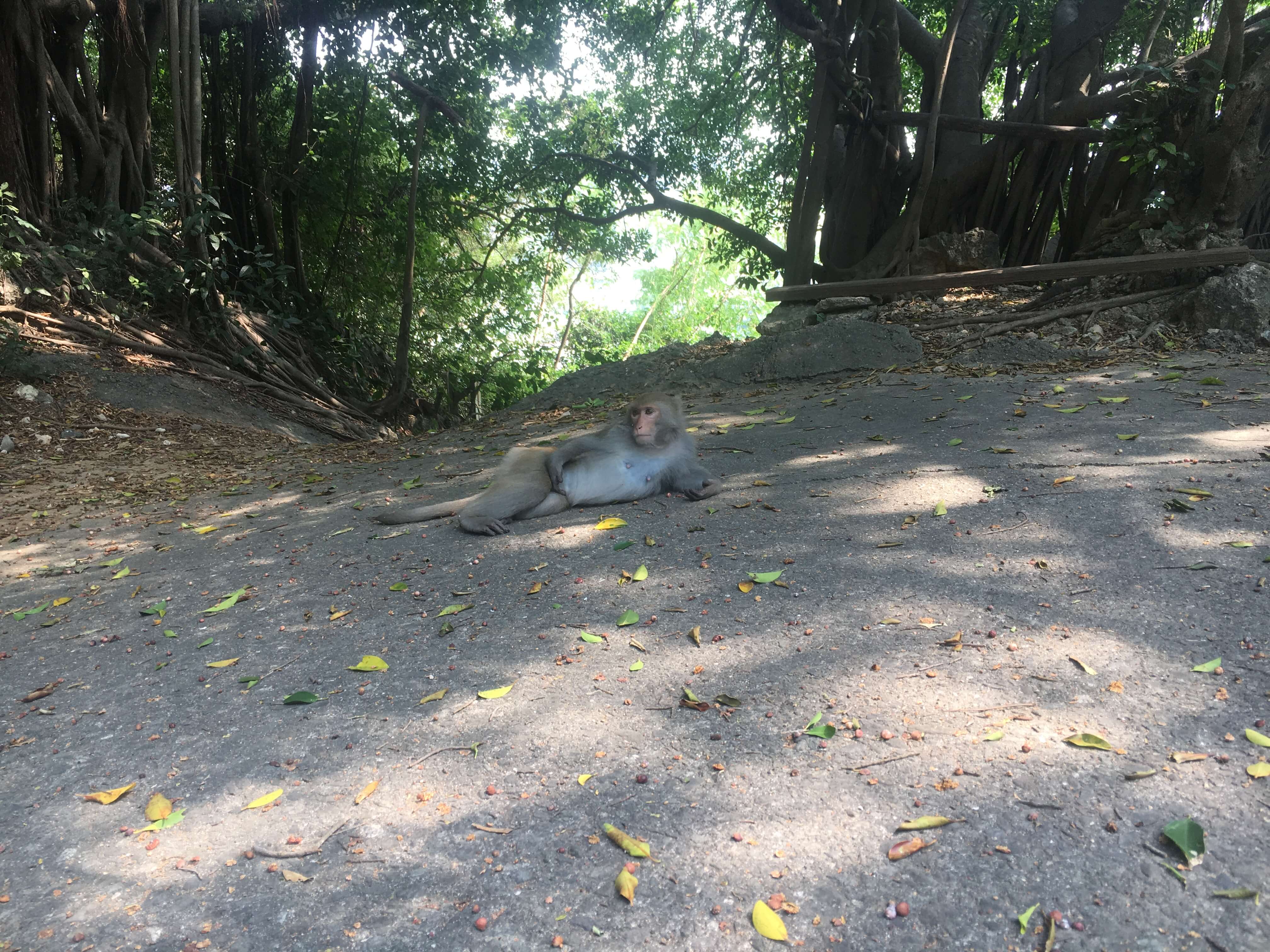 柴山獼猴